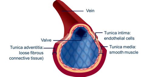 Different types of blood vessels vary slightly in their structures, but they share the same general features. Interesting Facts about Blood Vessels-Arteries, Veins, and ...
