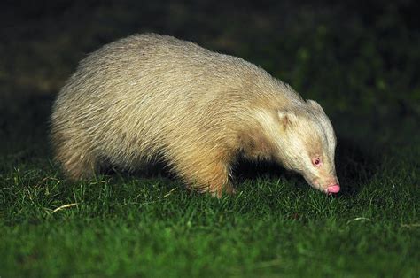 Albino Badger Photograph By Science Photo Library Pixels