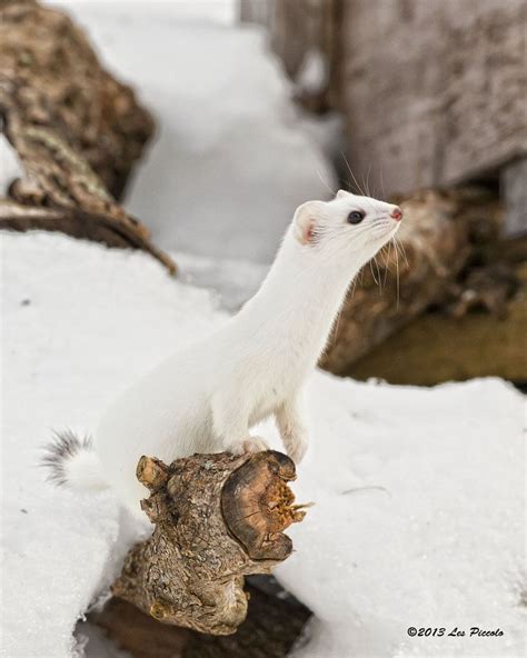 ☀ermine 2 By Les Animals Beautiful Cute