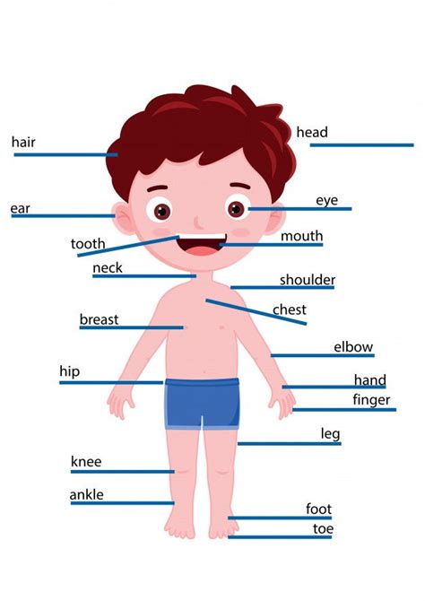 Let's explore the human body! Parts Of Boy Body Name | Body name, Body, Boys