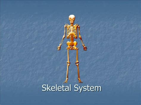 Ppt Skeletal System Powerpoint Presentation Free Download Id2621746
