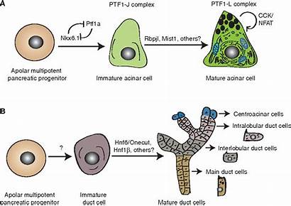 Pancreas Biology Deconstructing Developmental
