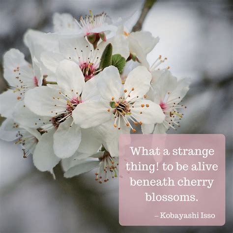 See more ideas about quotes, blossom quotes, cherry blossom quotes. 17 Spring Quotes to Inspire You