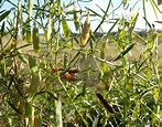 Smooth Tare | Plant Information | Wild Flower Web