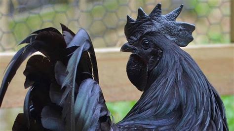 This Goth Chicken Doesnt Conform To Your Perfect Chicken Society