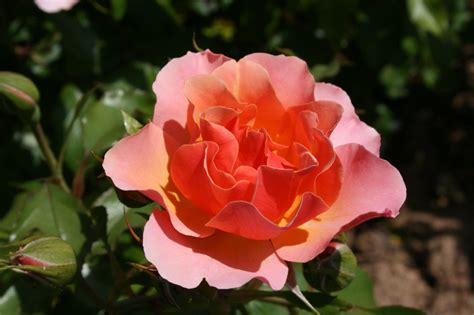 Jodi Lee Melvilles Roses