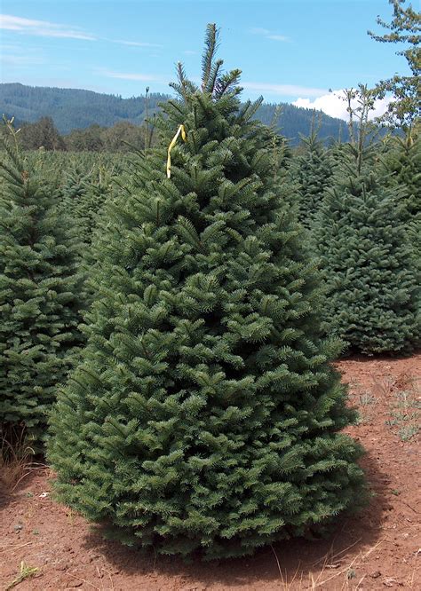 Nobel Fir Christmas Trees
