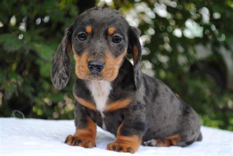 37 Dachshund Puppy Michigan Photo Bleumoonproductions