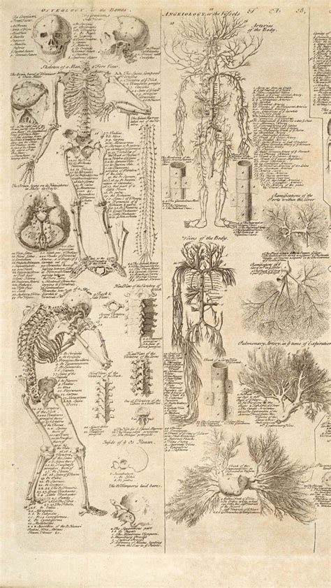 Human Anatomy Wallpapers Top Free Human Anatomy Backgrounds