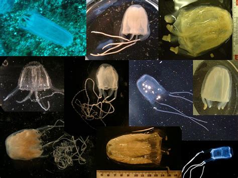 What Is The Worst A Jellyfish Could Do Irukandji Syndrome Gelatinous
