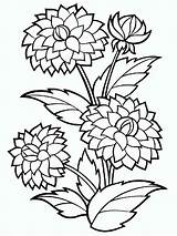 Coloring Zinnia Flower Getcolorings Printable Bushy Dahlia sketch template