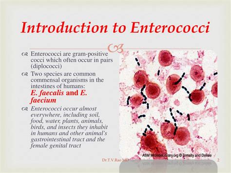 Ppt Vancomycin Resistant Enterococci Powerpoint Presentation Free
