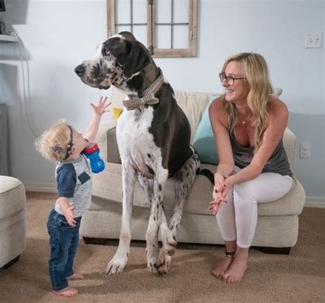 6 Year Old Great Dane Set To Be Crowned Worlds Tallest Dog The Goody Pet