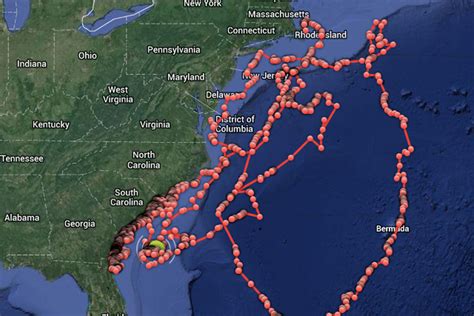 Great White Shark Map