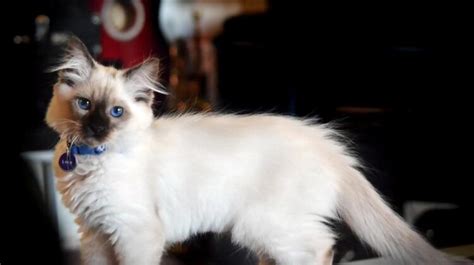 The Balinese Cat Characteristics History And Care Guide Tcrascolorado