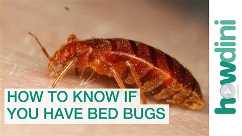 How To Find Bed Bugs During The Day Detailed Guide Beezzly