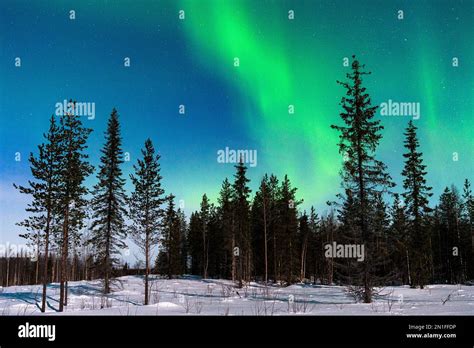 Snowy Forest Under The Scenic Sky With Aurora Borealis Northern Lights