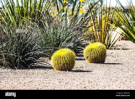 Two Small Barrel Cactus In Southwest Desert Stock Photo Alamy