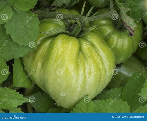 Green Beefsteak Tomatoes In A Organic Home Garden Stock Image Image