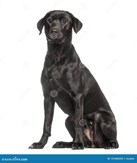 Labrador Retriever1 Year Old Sitting And Facing Stock Photo Image