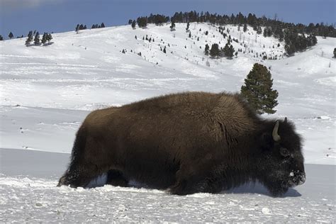 Nps Completes Largest Move Of Yellowstone Bison To Tribal Land Eande
