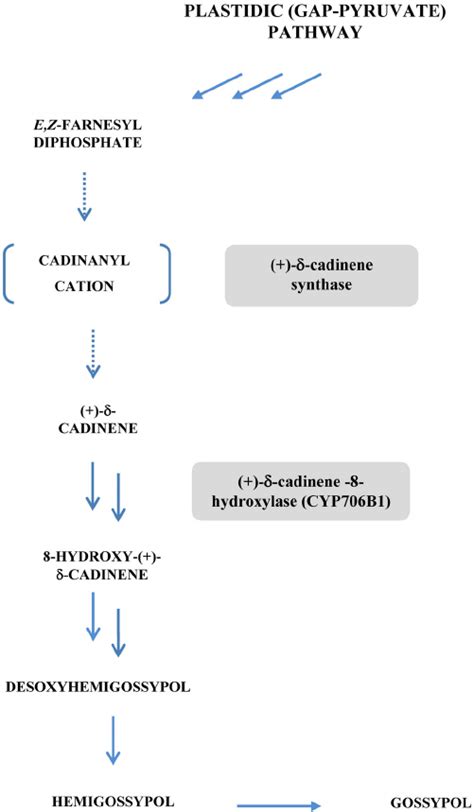 Scheme Of Biosynthetic Pathway From Farnesyl Diphosphate To Gossypol