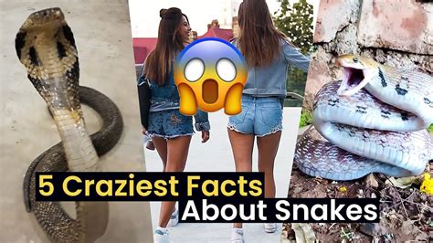 5 Things You Didnt Know About Snakes Youtube