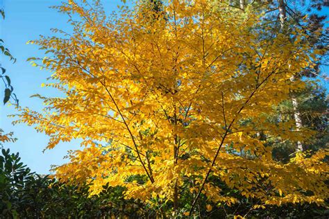 How To Grow And Care For The Yellow Birch Tree