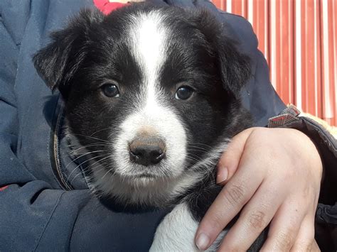 The puppies are great for our grandchildren and. Border Collie Puppies For Sale | Guthrie, OK #315524