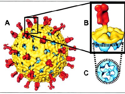 Rotavirus is a very contagious virus that causes diarrhea. Megavirus SLQ Wiki