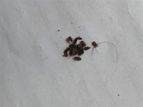 Woman shares photos of the lice found in a Nigerian woman's hair