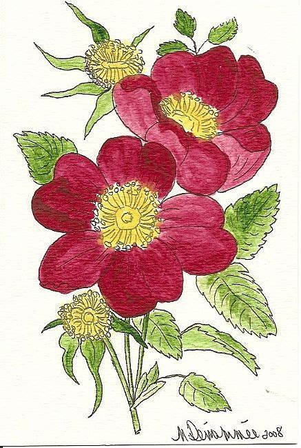 Wild Rose Painting Idea Rose Painting Botanical Prints Vintage