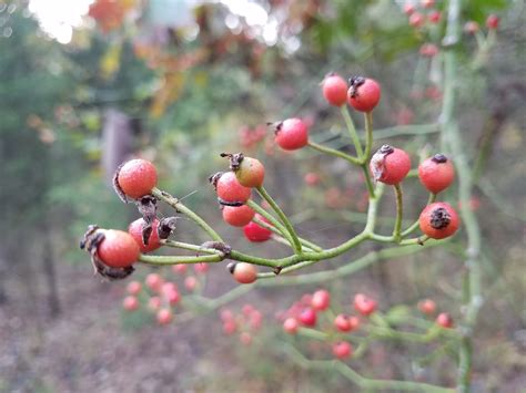 Middle english hawethorn, from old english hagathorn, haguthorn from haga hedge, hawthorn + thorn thorn, thornbush … Divinebunbun's Rugged Rural Missouri: Hawthorn Berry