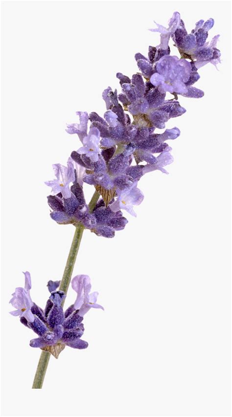 English Lavender French Lavender Flower Lavender Png Transparent Png