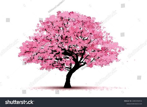 Cherry Blossom Tree Isolated On White Stock Vector Royalty Free