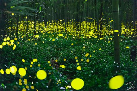 Long Exposure Photos Capture Lit Up Fireflies Dancing During Japans Summer Nights Modern Met