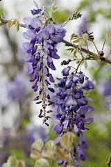Images of Climbing Vines With Purple Flowers