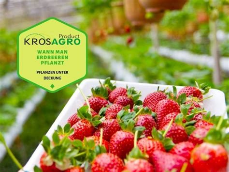 Diese vorjahrestriebe darf man nicht schneiden, sonst schneidet man die blüten. Wann man Erdbeeren pflanzt - Gewächshaushersteller - Krosagro