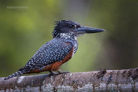 The sulawesi dwarf kingfisher (ceyx fallax) is a species of bird in the family alcedinidae that is endemic to sulawesi island, indonesia. The Giant Kingfisher by Mario Moreno - Photo 49458704 - 500px