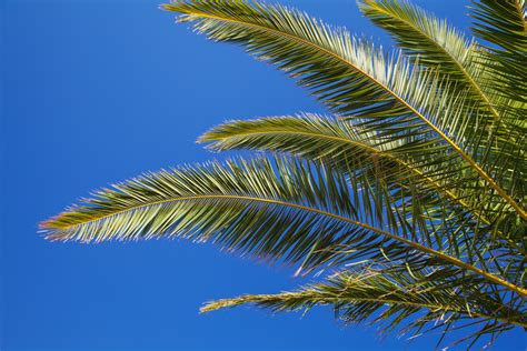 Palm Tree Leaves And Blue Sky Free Stock Photo Public Domain Pictures
