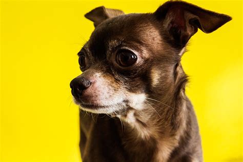 ¿cuánto Sabes De La Raza Chihuahua De Perros