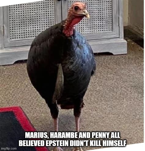 Penny The Turkey Imgflip