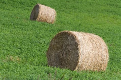 Hay Bale Stock Image Image Of Green Farm Straw Grass 63182245