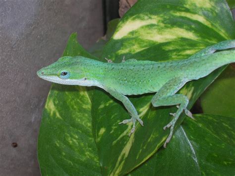 A Brief History Of Anoles In Research Anole Annals