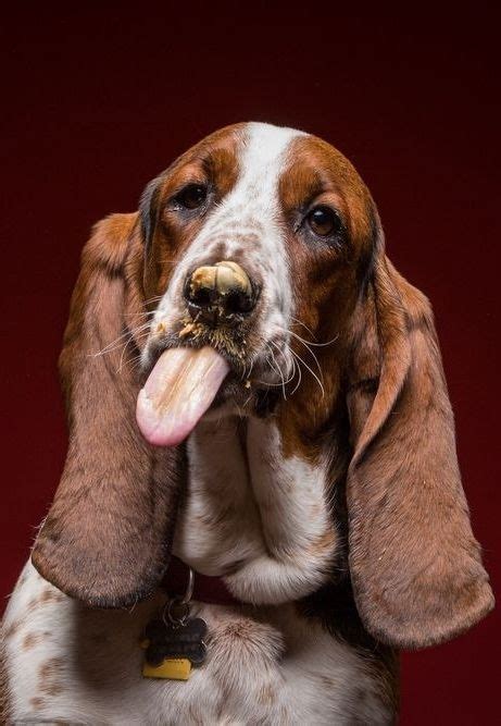 Dogs Try To Get Peanut Butter Off Their Faces In A Slobbery Photo