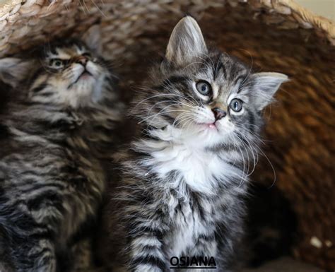 100 Full Pedigree Norwegian Forest Kittens Normanton