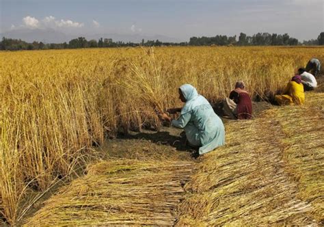 Months Of Dry Weather Leave Kashmirs Paddy Farmers Struggling The