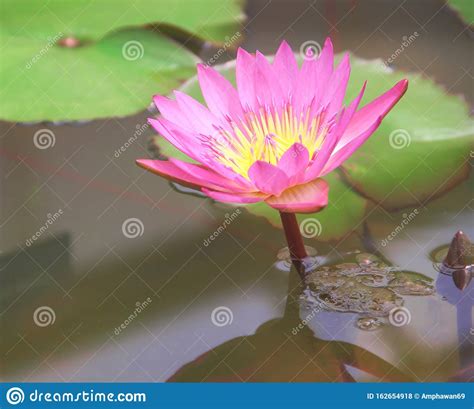 Lily Lotus Flowers Pink Petal And Yellow Pollen Blooming With Water