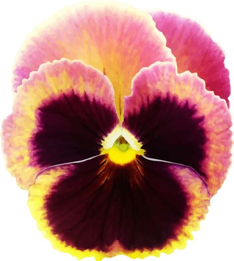 Pansy Openclipart