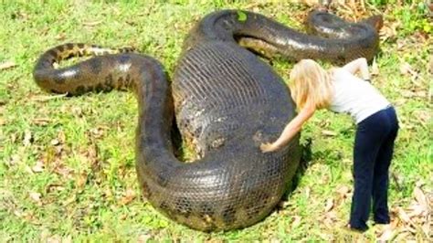 Anaconda Snake The Largest Snakes In The World Youtube